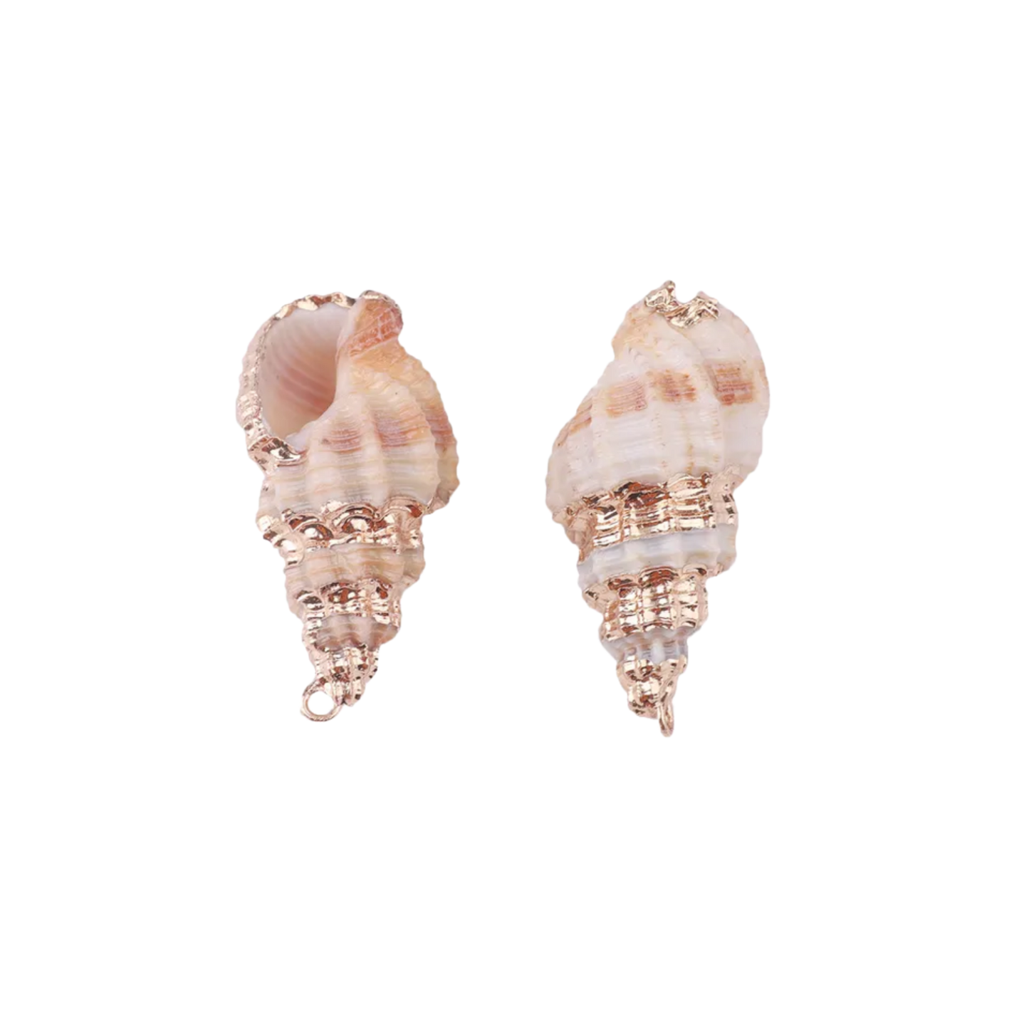 Natural Conch Shell