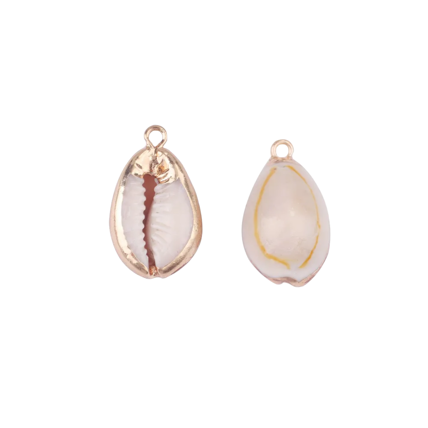 Natural Cowrie Shell