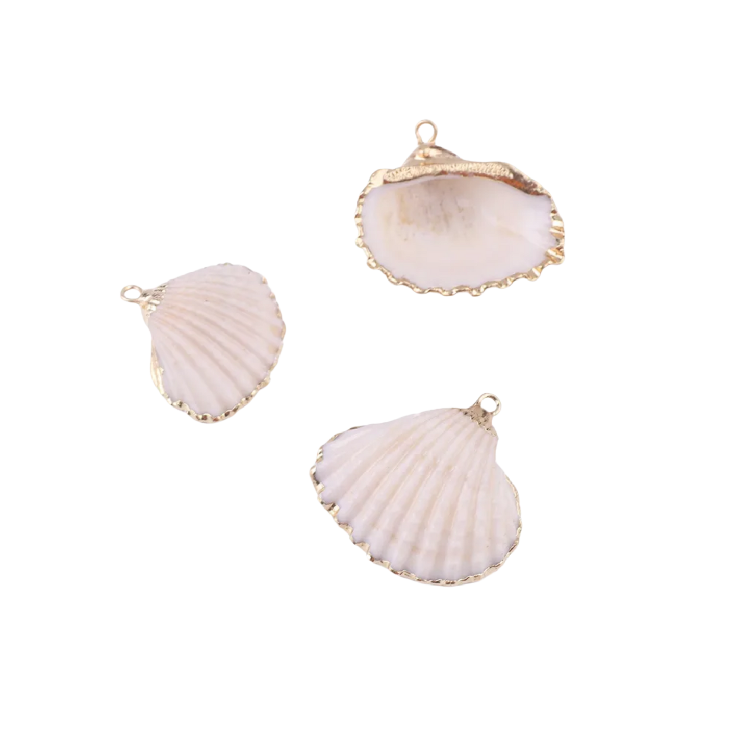 Natural Clam Shell