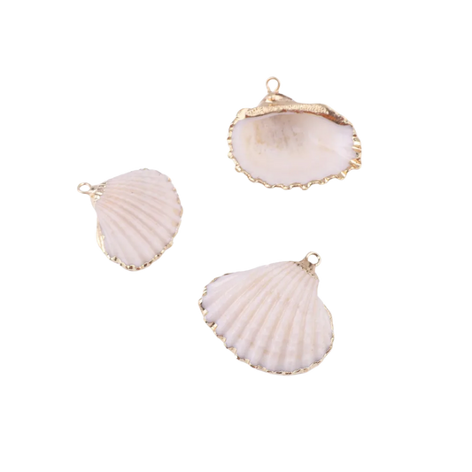 Natural Clam Shell
